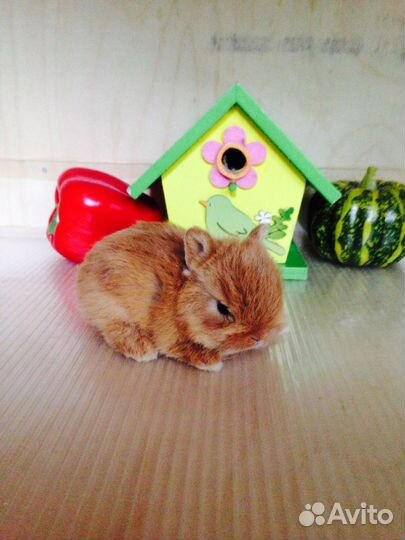 Цветные карлики