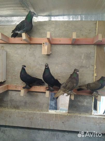 Голуби узбекские