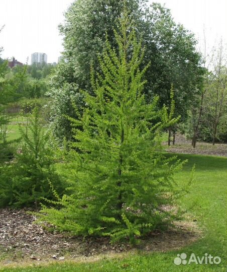 Лиственница