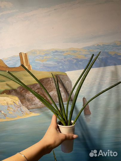 Сансевиерия сортовая