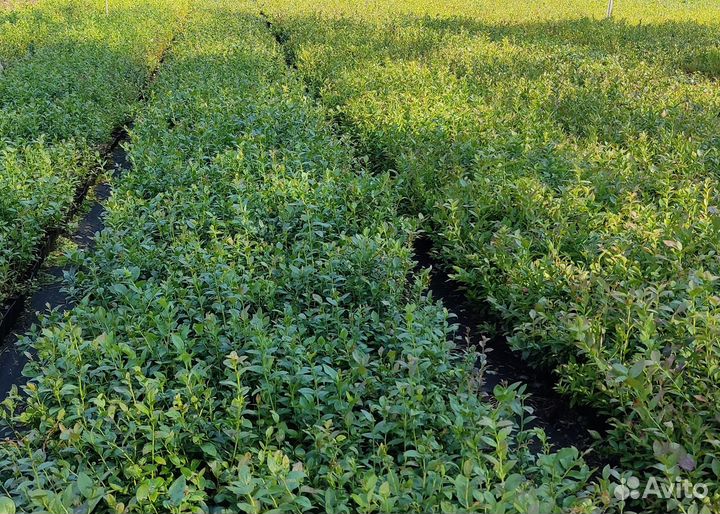 Саженцы голубики двухлетние оптом