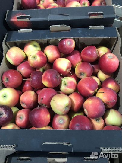 Яблоки