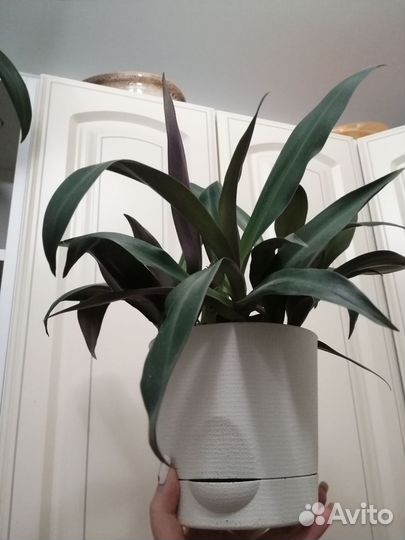 Рео, Ладья Моисея, Традесканция