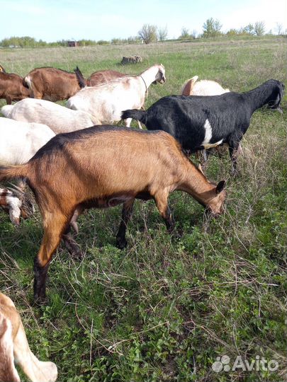 Дойные козы