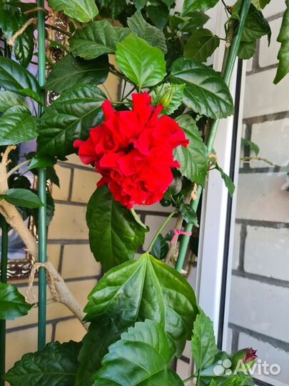 Гибискус китайская роза