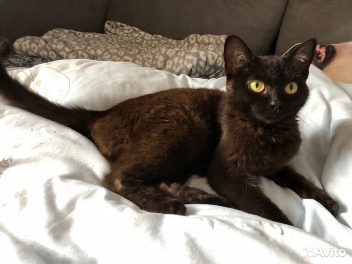 Кошка в дар