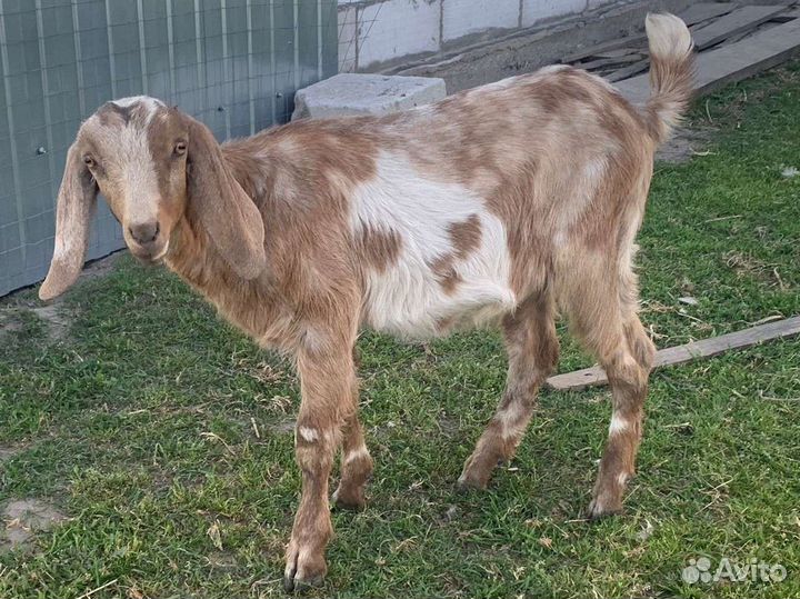Нубийские козлята