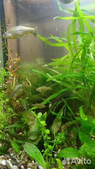 Аквариумные растения, прополка