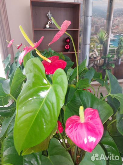 Комнатные цветы