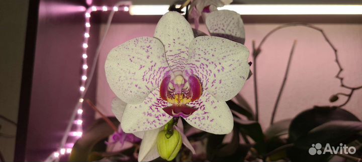 Орхидея фаленопсис