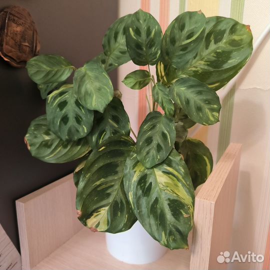 Маранта Бьюти Ким