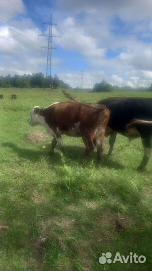 Продам бычков и тёлок