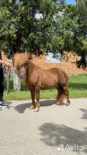 Жеребец пони