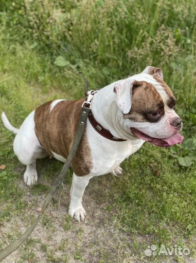 Передержка