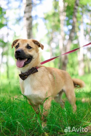 Собаке плохо в приюте