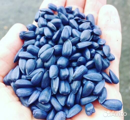 Семена подсолнечника гибрид сингента