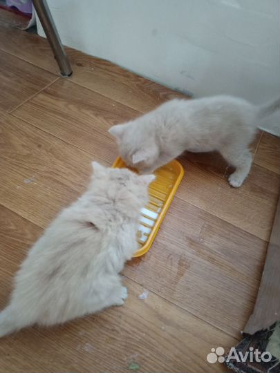 Котята в добрые руки 1 месяц