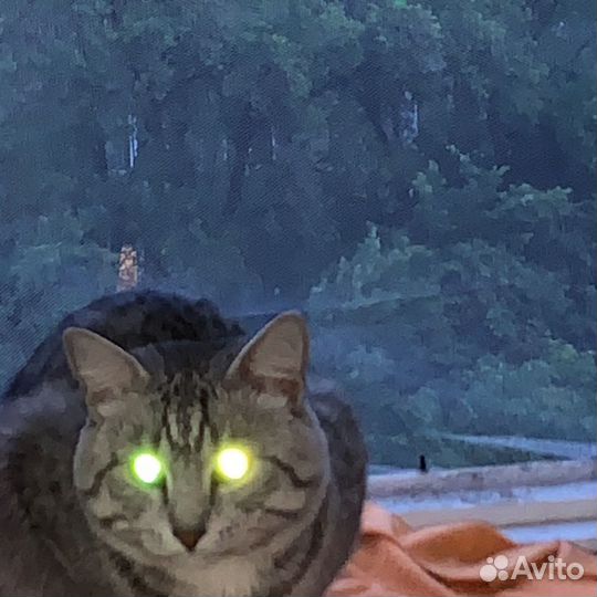 Отдам кота в добрые руки