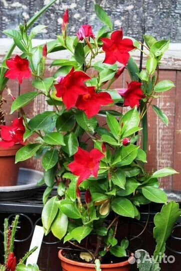 Дипладения