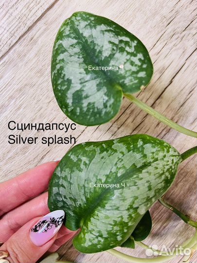 Сциндапсусы, эпипремнумы, рафидофора