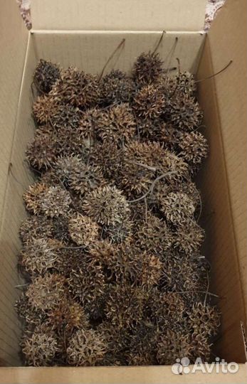 Шишки Амбрового дер., Листья Миндаля