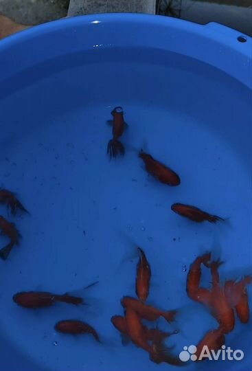 Золотые рыбки