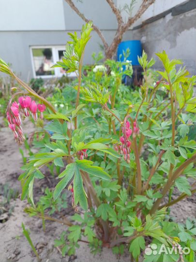 Дицентра разбитое сердце