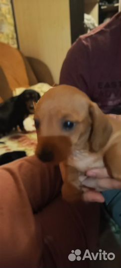 Отдам в добрые руки