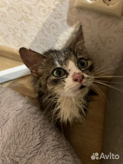 Котик бесплатно