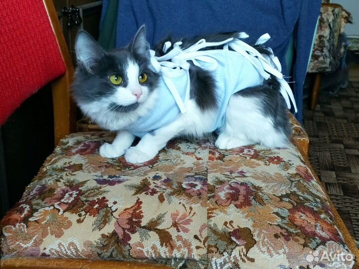 Стерилизованная кошечка 5 месяцев от роду
