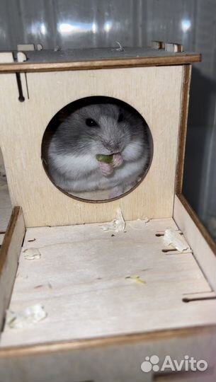 Джунгарский хомяк бесплатно