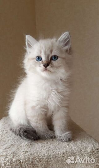 Невские маскарадные котята