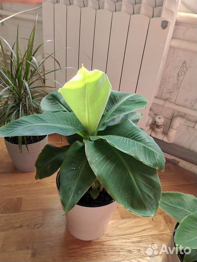 Банановая пальма