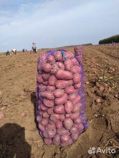 Картофель(красный и желтый)