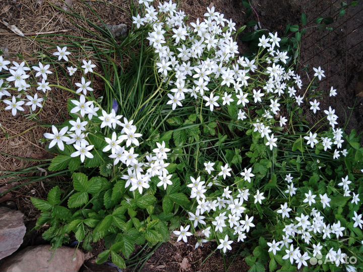 Продам цветы