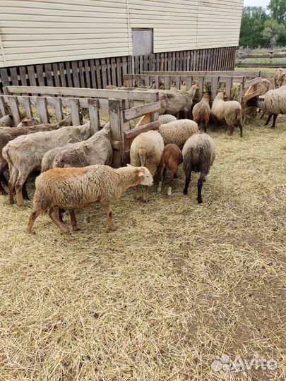 Ярочки, катумские романовские помеси