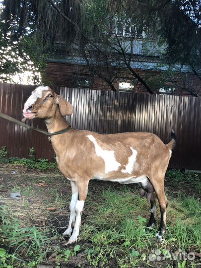 Нубийские козы, козочки