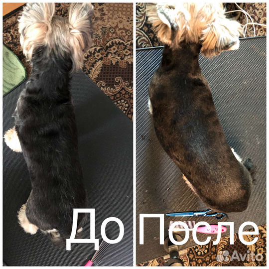 Груминг, стрижка собак и кошек