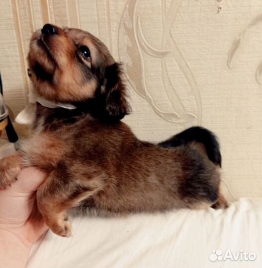 Щенки той шпиц