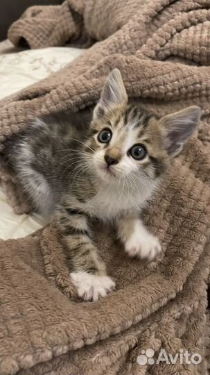 Котенок мальчик в добрые руки