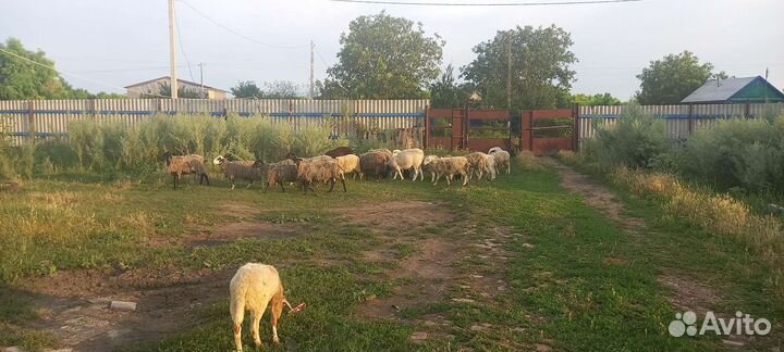 Овцы бараны