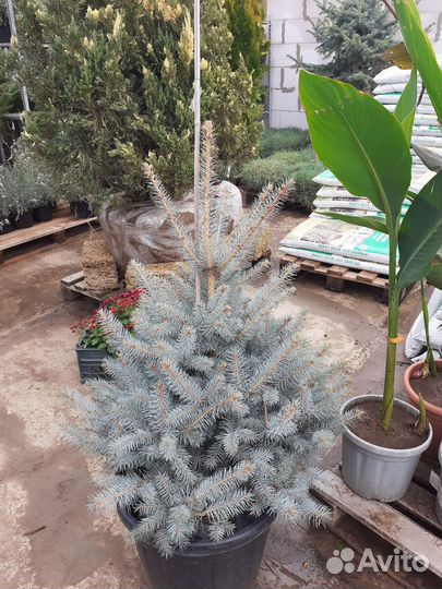 Голубая ель продажа 50-150 см