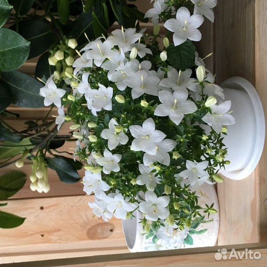 Продам саженцы кампанулы (невеста)