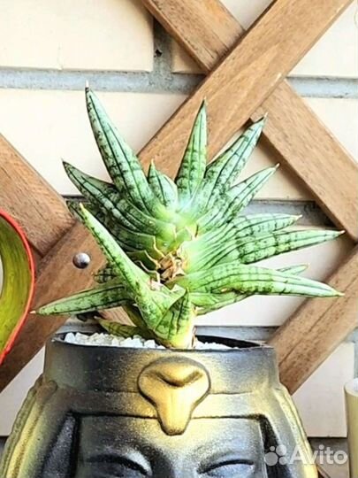 Сансиеверия цилиндрика бонселензис