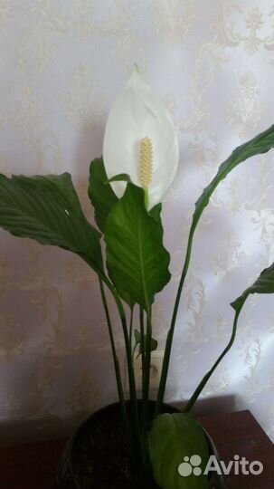 Спатифиллум