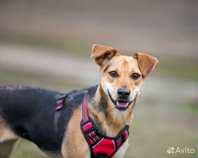 В добрые руки