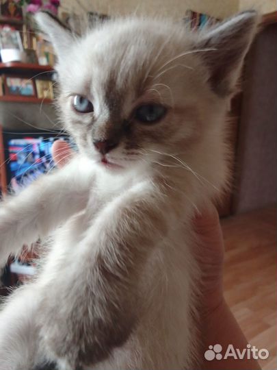 Кошки бесплатно