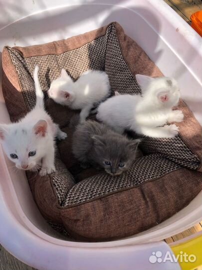 Котята в добрые руки