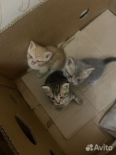 Отдам котят в заботливые руки
