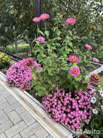 Мультифлора